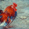 Beautifull Fancy Hen For Sale